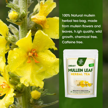 Mullein Leaf Extract Supplement- Herbal Respiratory Supplement